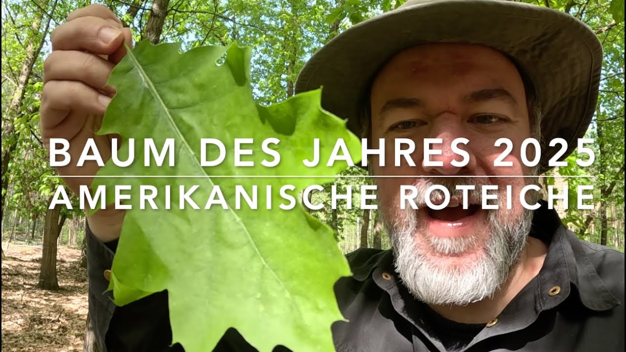 Die Roteiche (Quercus rubra) - Baum des Jahres 2025