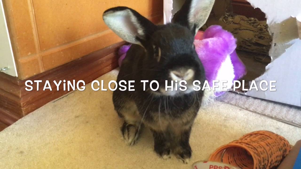 Dealing with an aggressive rabbit