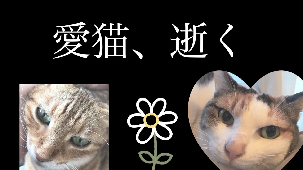 別れはつらいよ、にゃろめさん