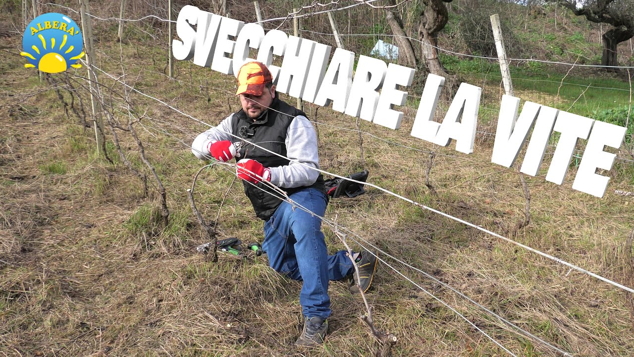 (SVECCHIARE la VITE)  POTATURA di RIFORMA della VITE SENZA perdere la produzione di UVA!