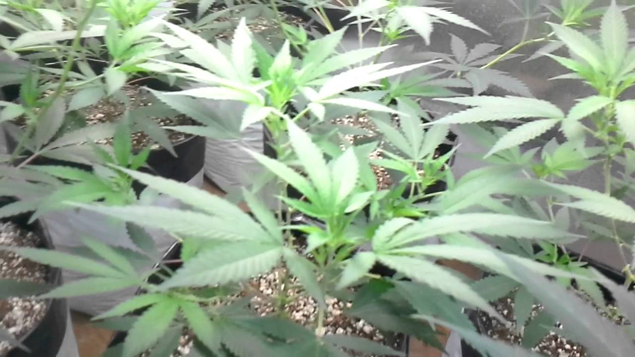 Veg - PLANT STRUCTURE - Matanuska Mist - GigaBud - Purple Kush.