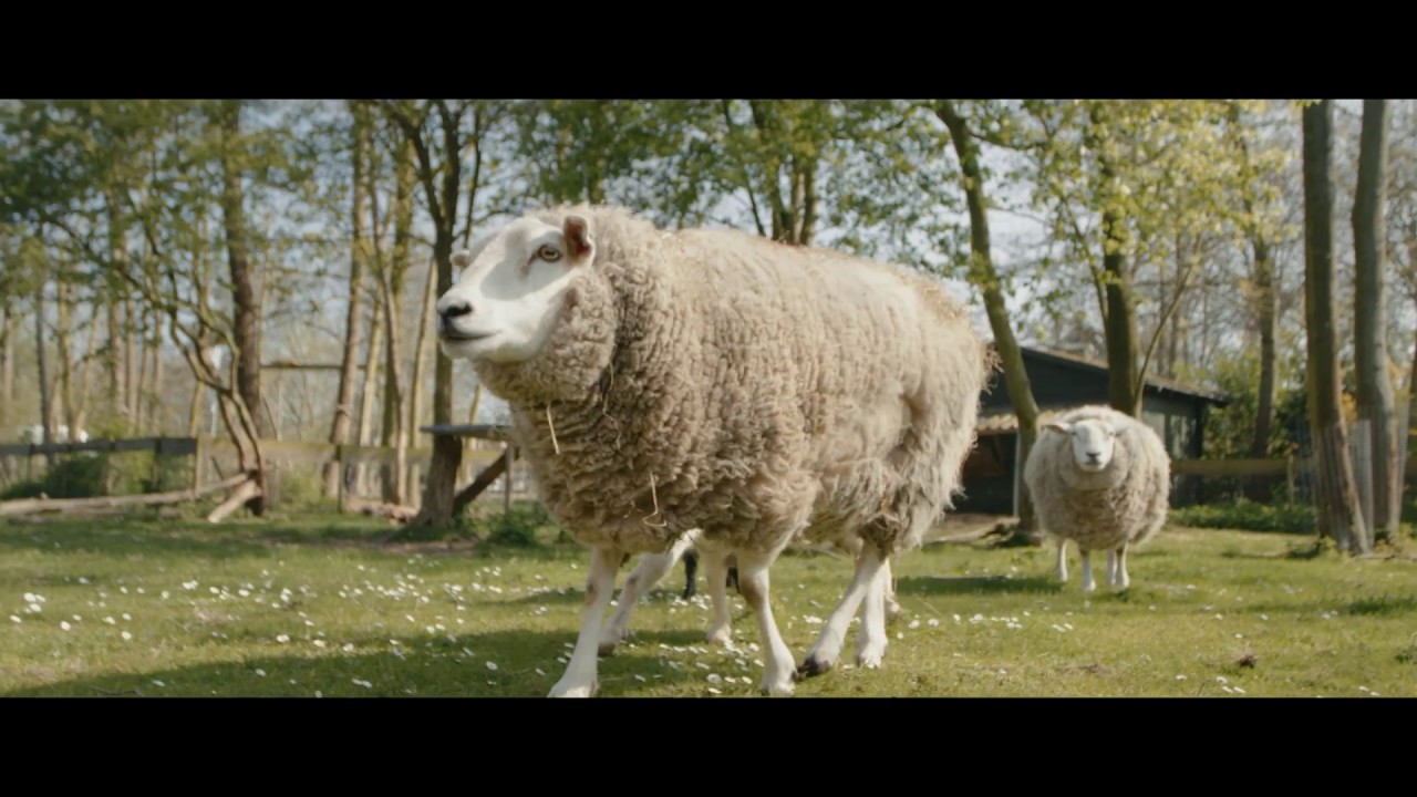 De Vreemde Vogel - In vogelvlucht