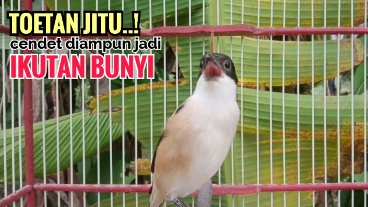 toet toet Suara cendet gacor Pagi Hari pancingan jitu BIKIN cendet diam langsung nyaut ikutan bunyi