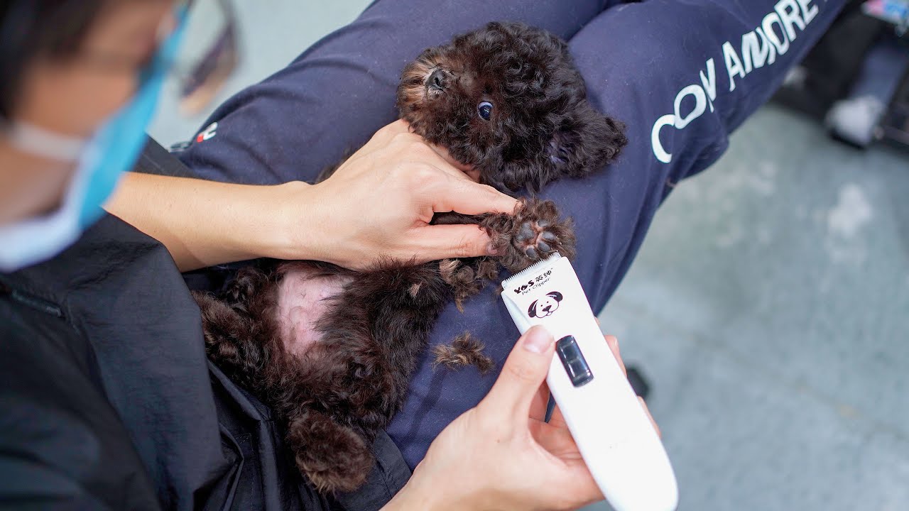 小奶狗剛4個月被主人送來第一次做美容，虎頭虎腦的超可愛 ‖ Puppy Grooming ‖ pet groomer ‖ 寵物美容