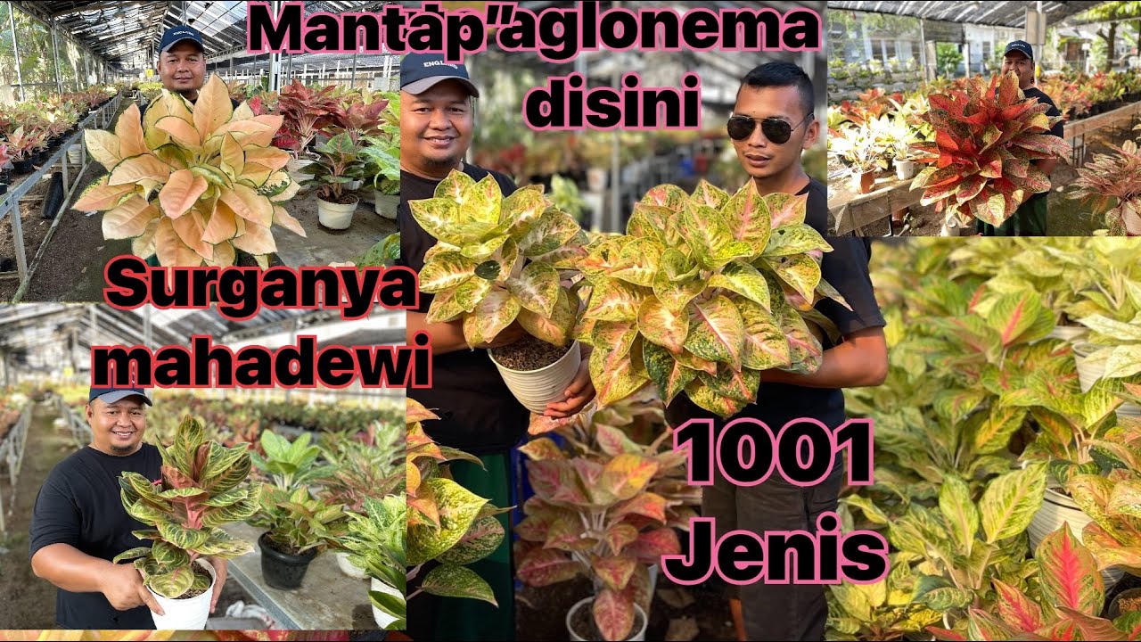 Petani aglonema terbesar di yogyakarta