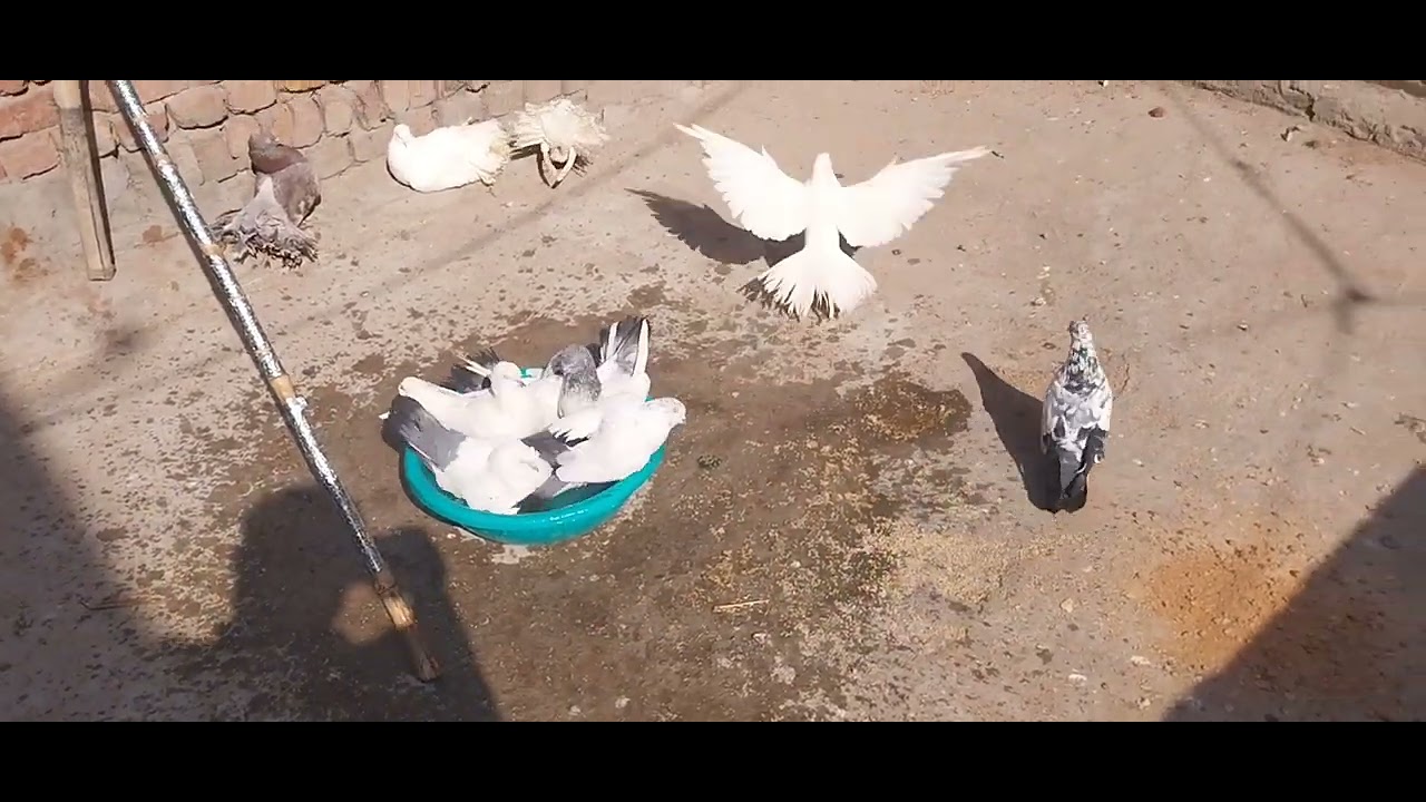 Pigeon share like subscribe share #youtube 