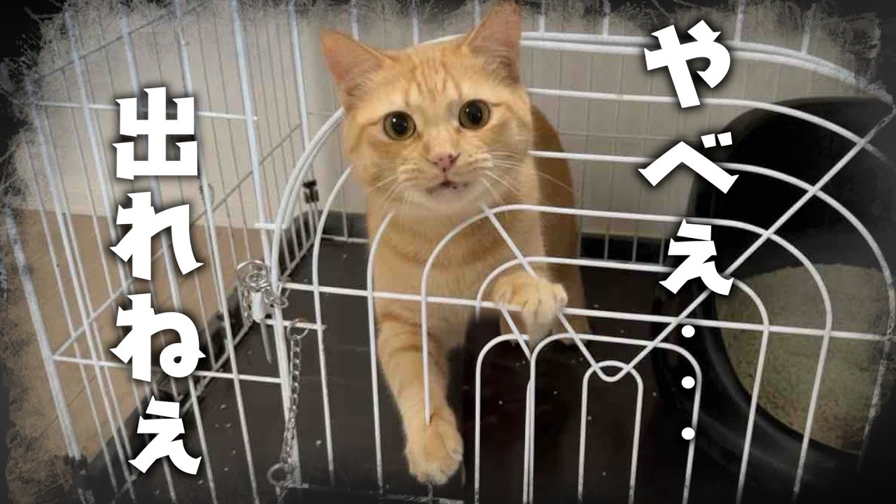 自分で入ったのに閉じ込められたと勘違いして大パニックになる猫