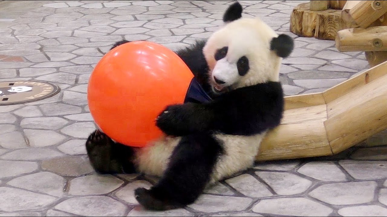【忙しそう♪】結浜🐼シングルライフに慣れてきた！【子パンダ】Giant Panda -Yuihin-☆playing by herself