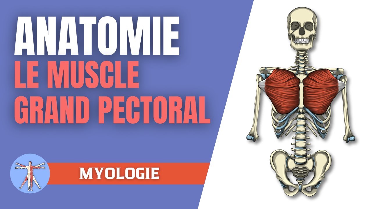 Anatomie du muscle grand pectoral