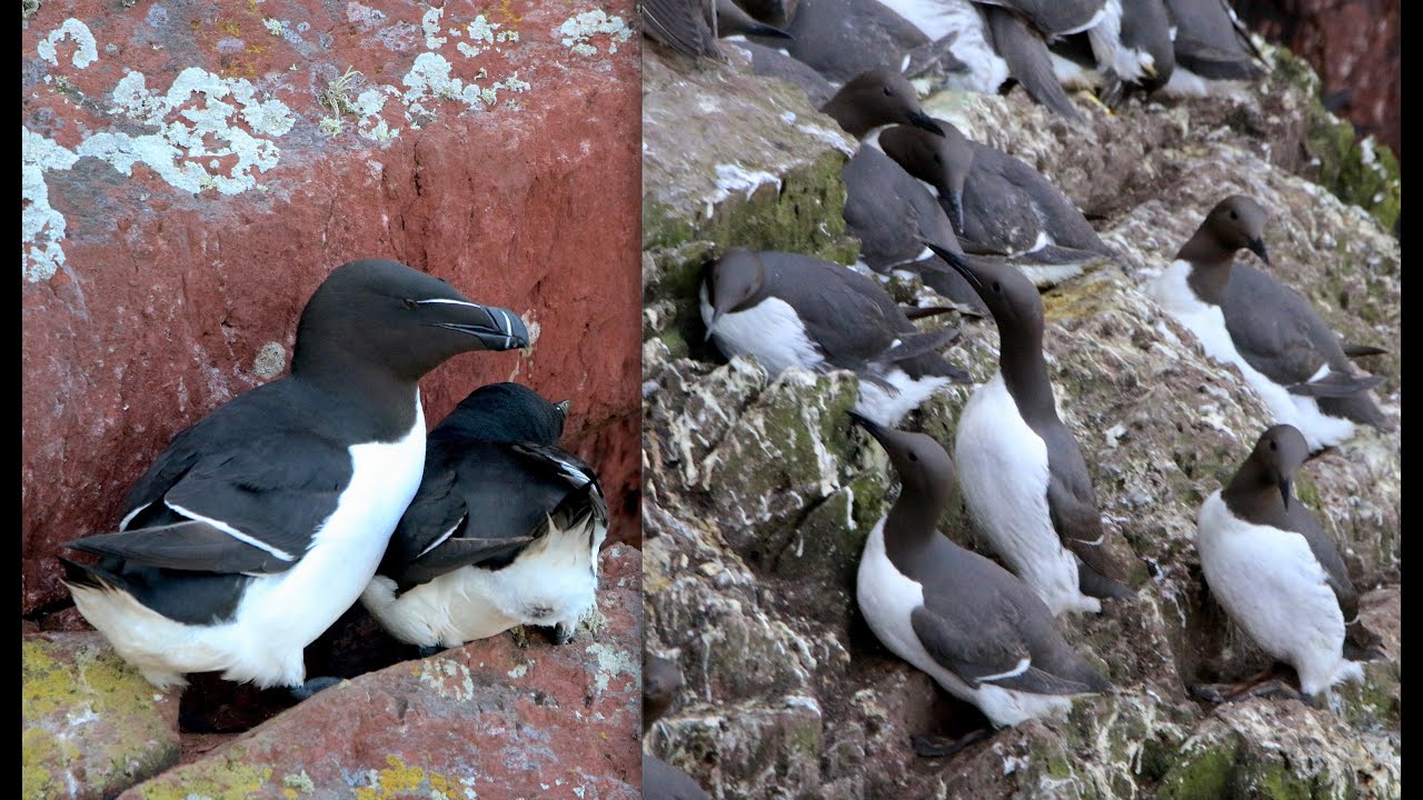 Skokholm Island Part 1 - Guillemot & Razorbill Action (Wild Wales Episode 6)