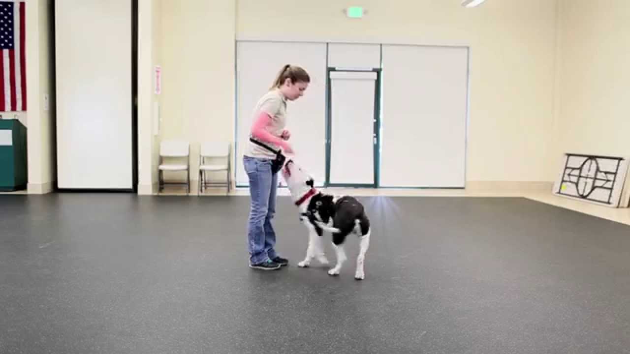 Reward Based Training