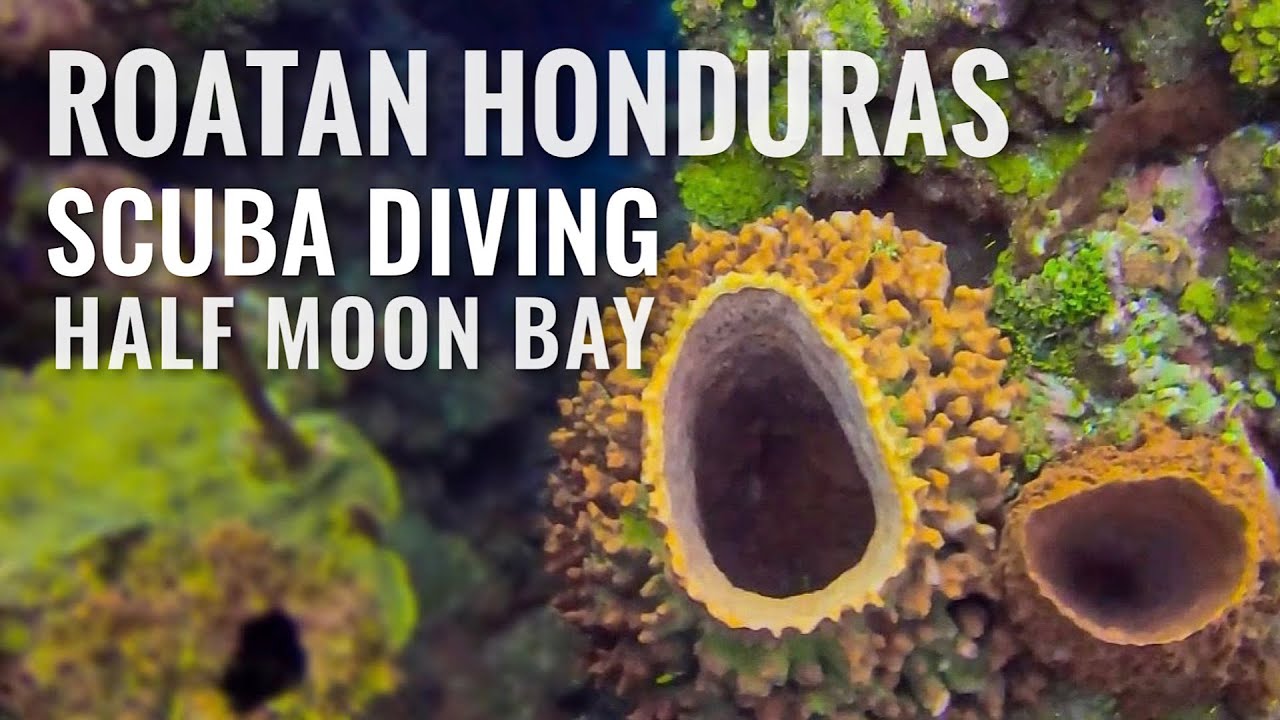Scuba Diving ROATAN, HONDURAS Half Moon Bay & Dixie's Place [4K]