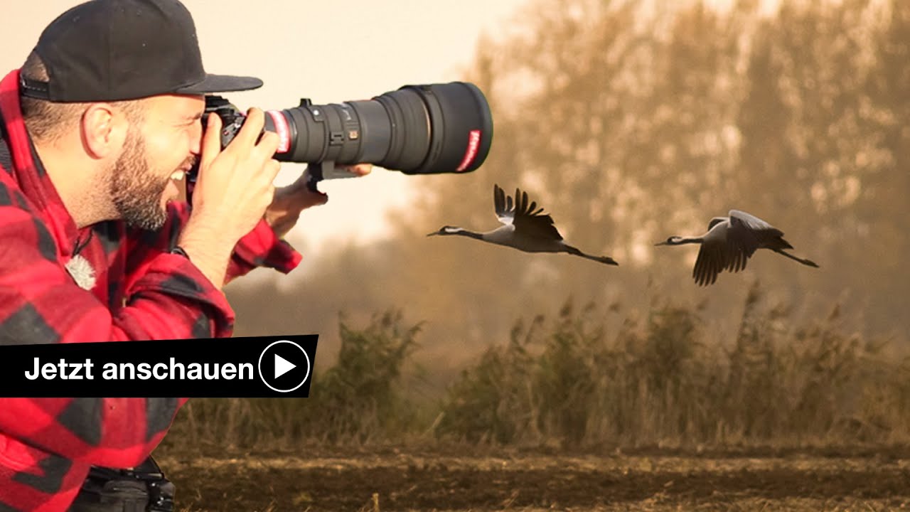 KRANICHE IN BRANDENBURG FOTOGRAFIEREN - BENJAMIN JAWORSKYJ