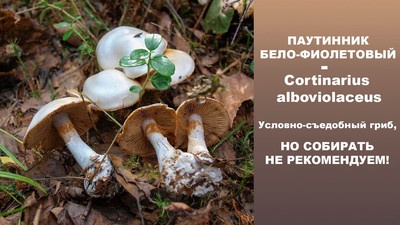 Паутинник бело-фиолетовый  -  Cortinarius alboviolaceus. Условно-съёдобный гриб.