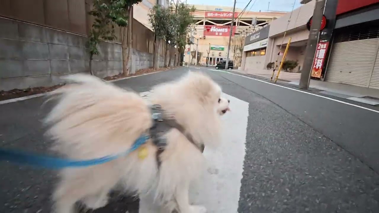 2026年2月20日金曜日　ポメラニアン？🐶　お散歩　テテ！