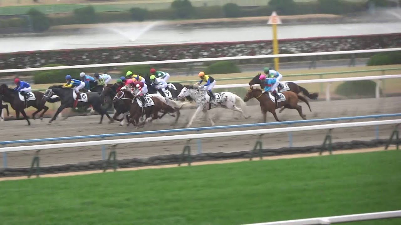 ブチコ、11馬身差の圧勝！岩田騎手もガッツポーズ 。現地映像、京都競馬場。2016.01.15