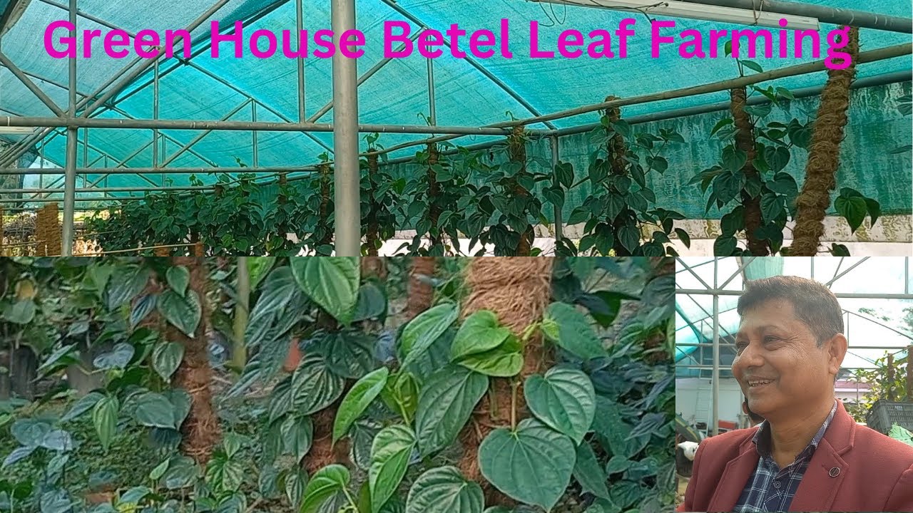 Greenhouse Betel Leaf Farming : Best Practices for Maximum Yield l গ্ৰীণ হাউচত পাণ খেতি।