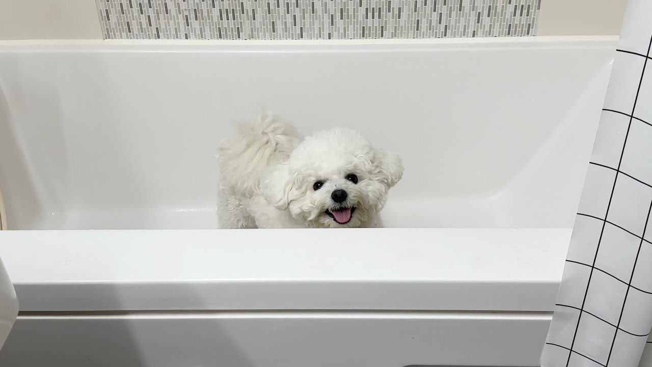 이게 바로 강아지의 삶🐶
