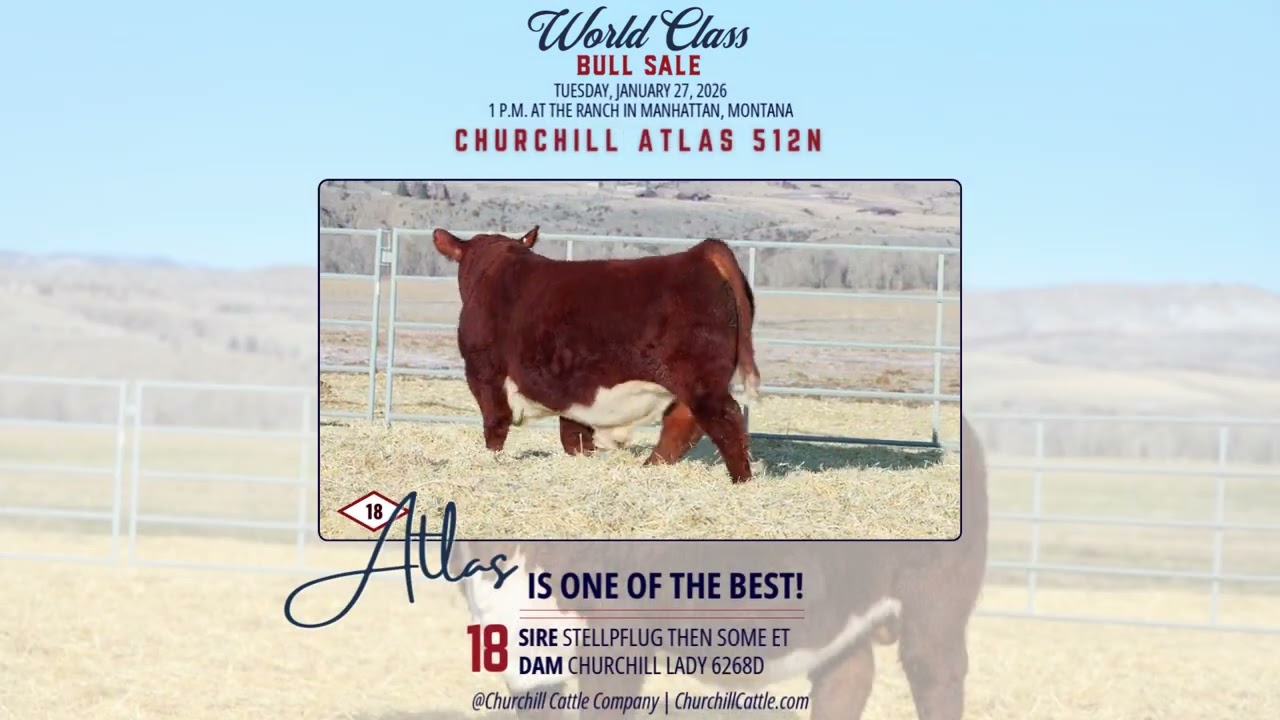 Churchill Cattle Co. | January 27, 2026