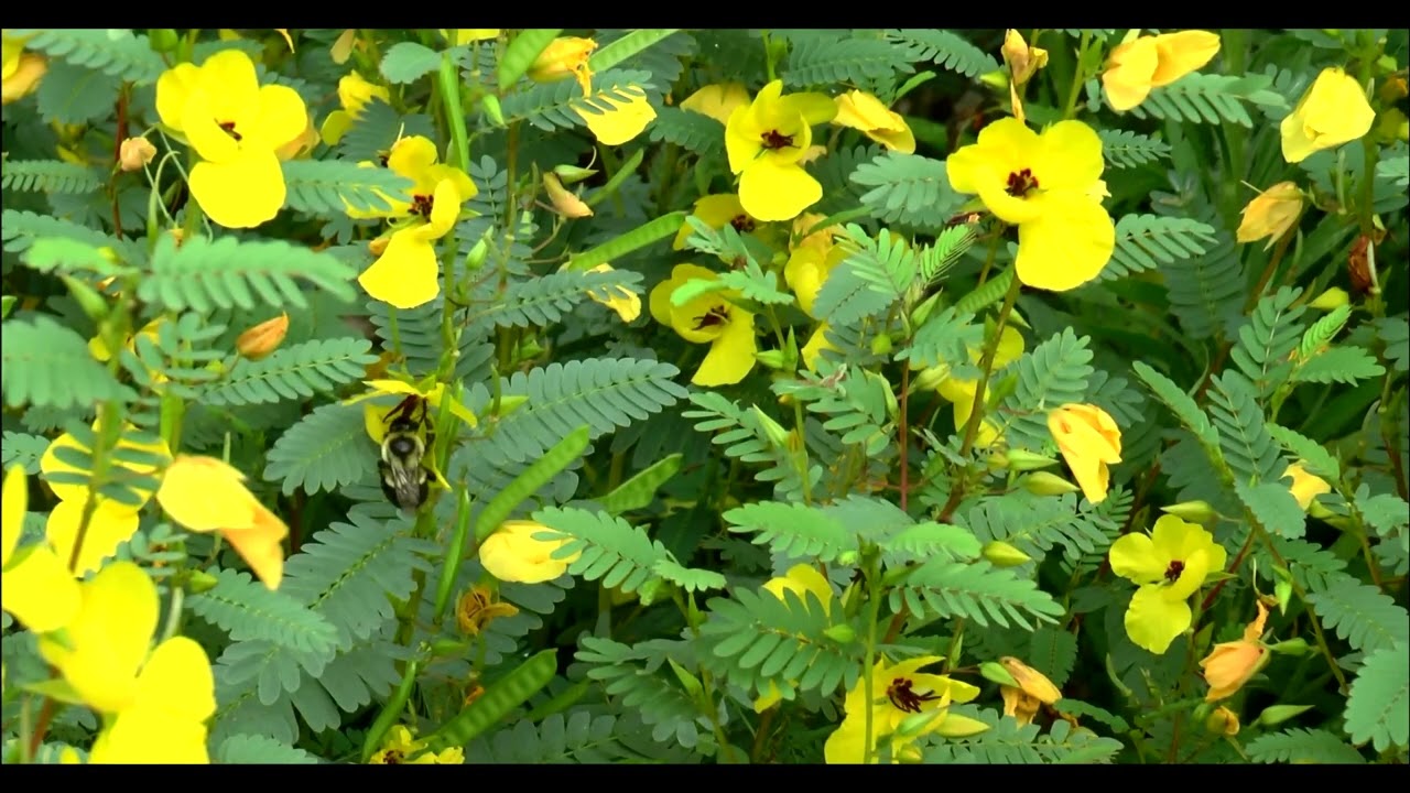 Gobblers Knob Native Prairie: A Season of Colors