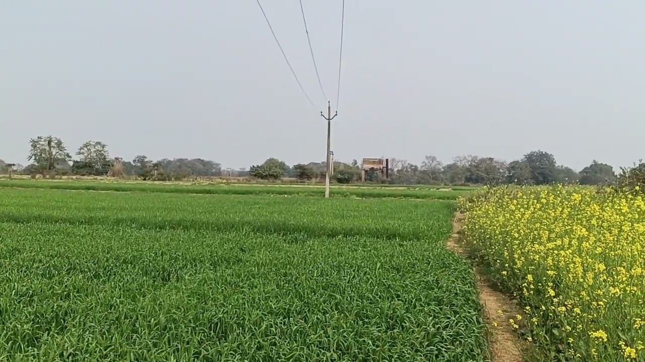 Hamari kheti 