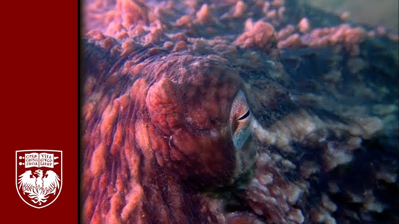 Octopus Intelligence & Genome Research - Cliff Ragsdale and Janet Voight of The Ragsdale Lab