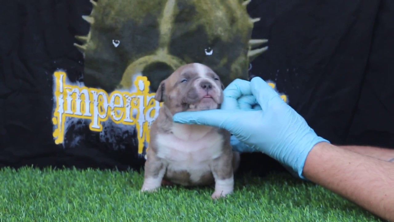 IMPERIAL KENNELS BULLY PRODUCTIONS