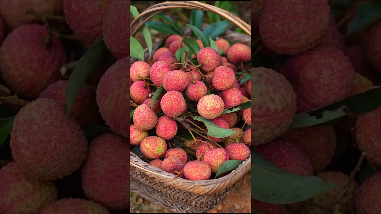 Lychee Fruit Harvesting #satisfying #fruit #shorts