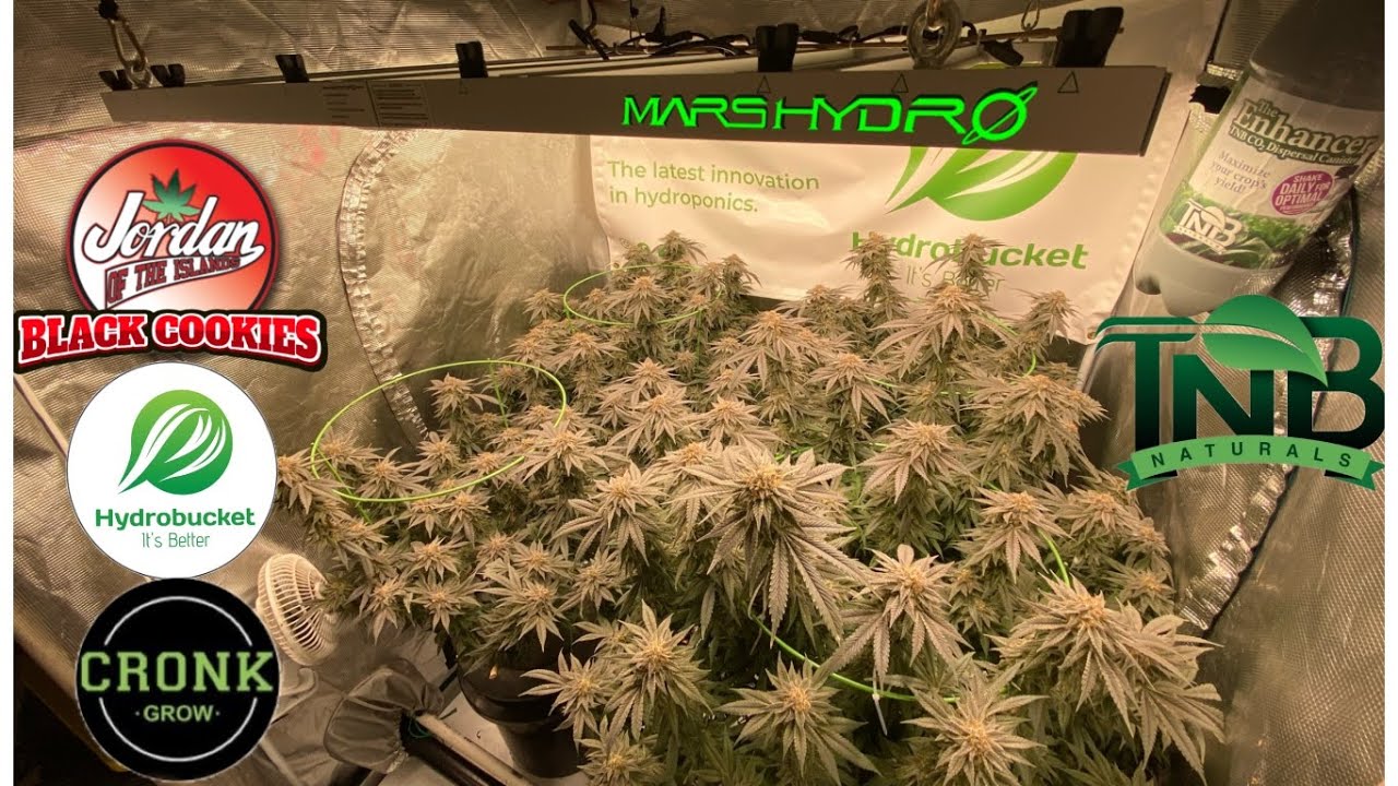 Harvest Day! JOTI Black Cookies,@MarsHydro_official fce4800 Hydrobucket RDWC @TNBNaturals  @TNBNaturals