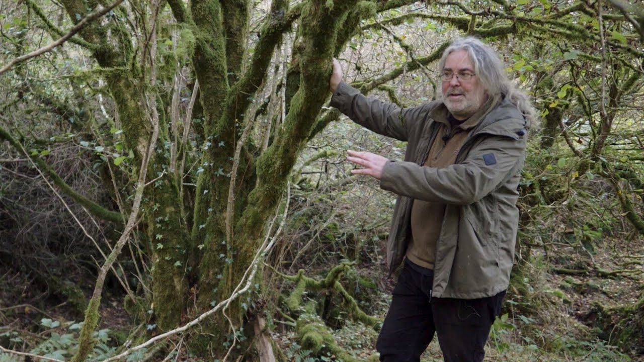 The importance of Restoring & Expanding OLD NATIVE WOODLANDS (ft. Andrew St. Ledger)