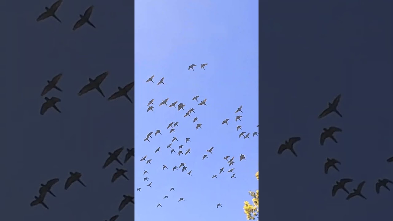 Loro Chileno (choroy) cerca de casa Freire.                                   #nature #birds #aves