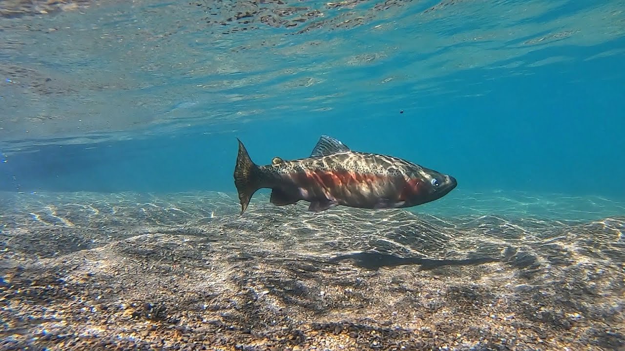 Raft Fly Fishing World Famous Ultra Clear water River!