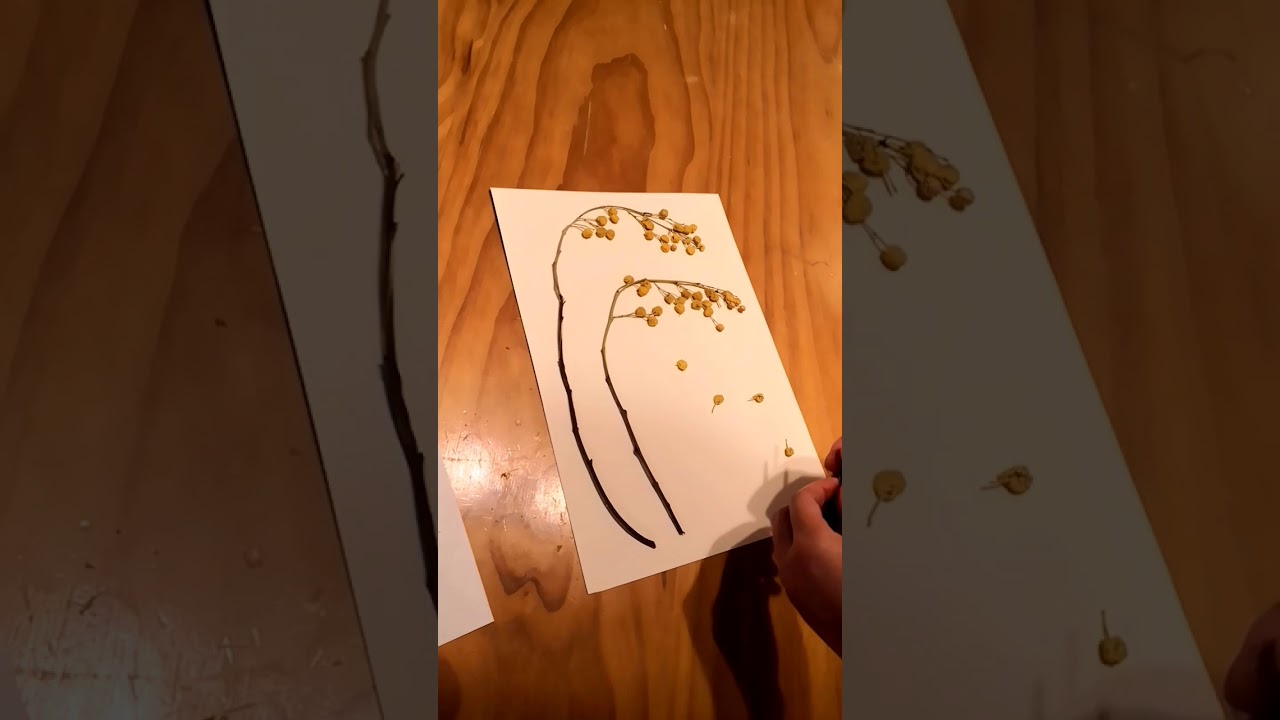 The making of Pressed Floral Art - golden wattles