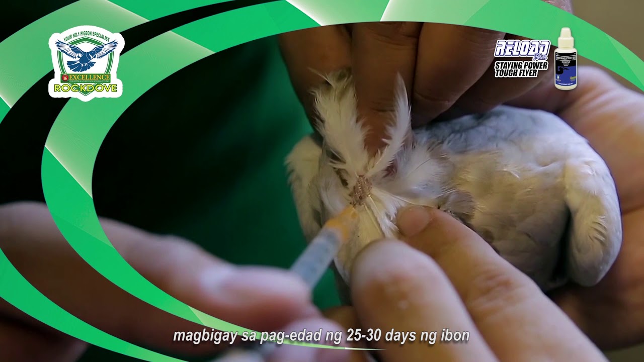 Pigeon Disease Paramyxo Virus