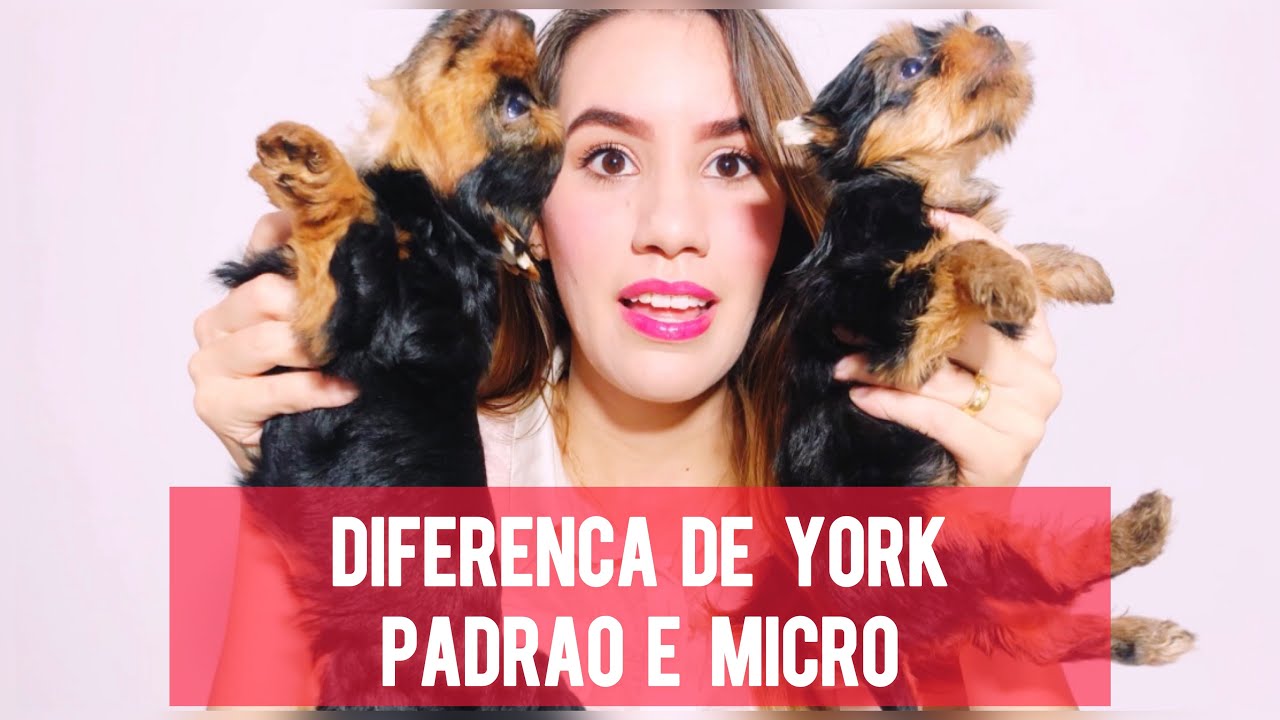 Diferença de York Padrão e Micro - Yorkshire Terrier