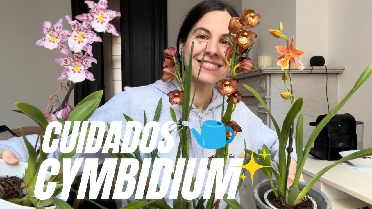 Cuidados Cymbidium: luz, riego, floración y curiosidades botánicas ✨