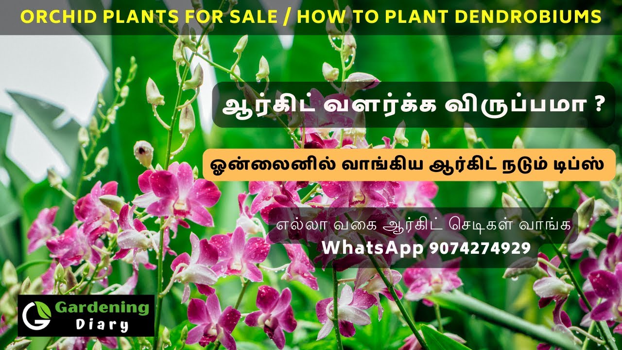 Orchid Sale - Tips to pot Dendrobium orchids - ஓன்லைனில் வாங்கிய ஆர்கிட் நடும் டிப்ஸ்