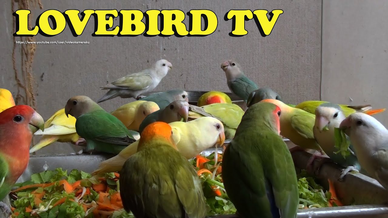 Peach-Faced Lovebirds Aviary - October 2022