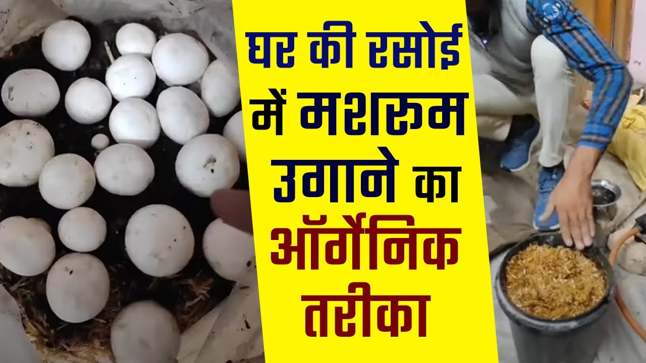 घर की रसोई में मशरूम उगाने का ऑर्गेनिक तरीका