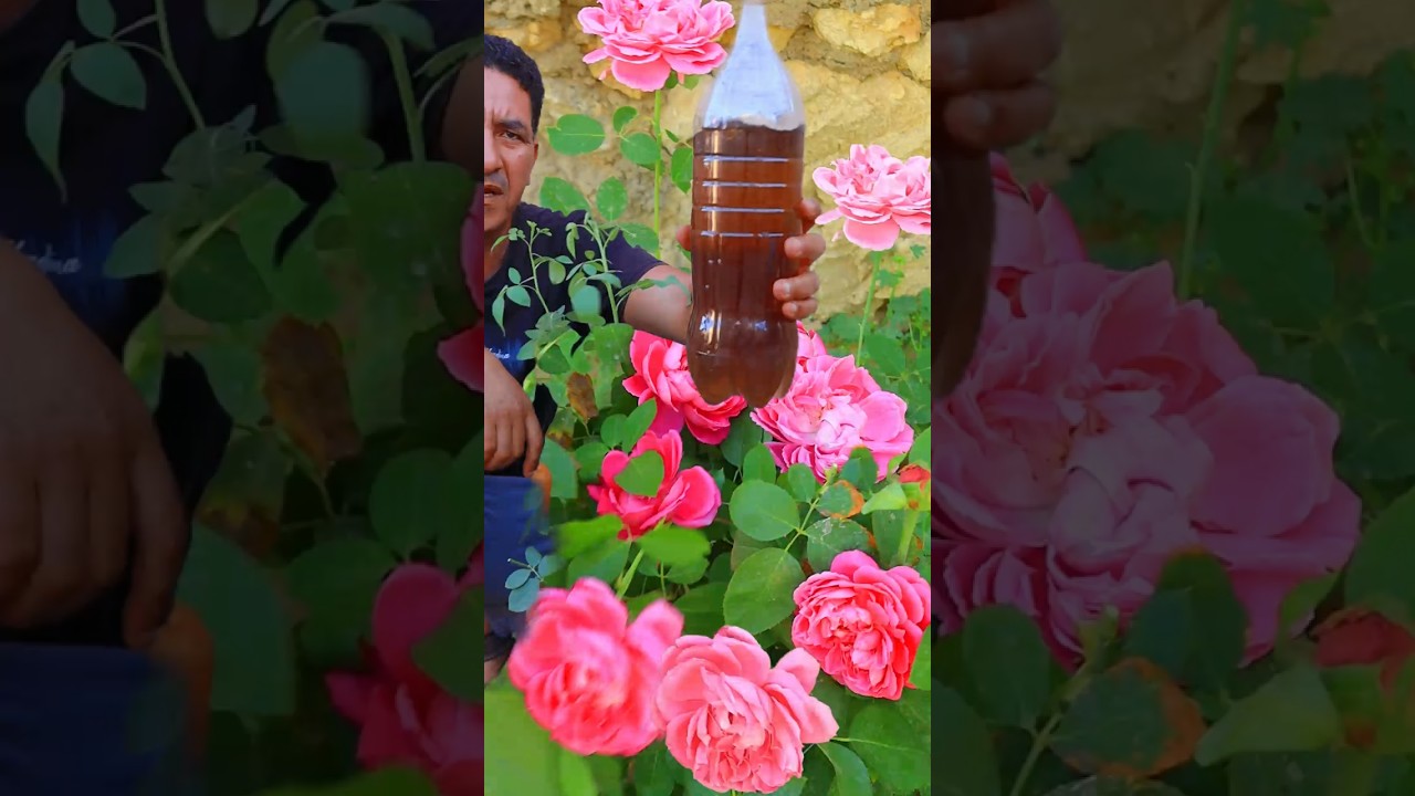 سماد طبيعي يجعل النباتات تنفجر من التذهير