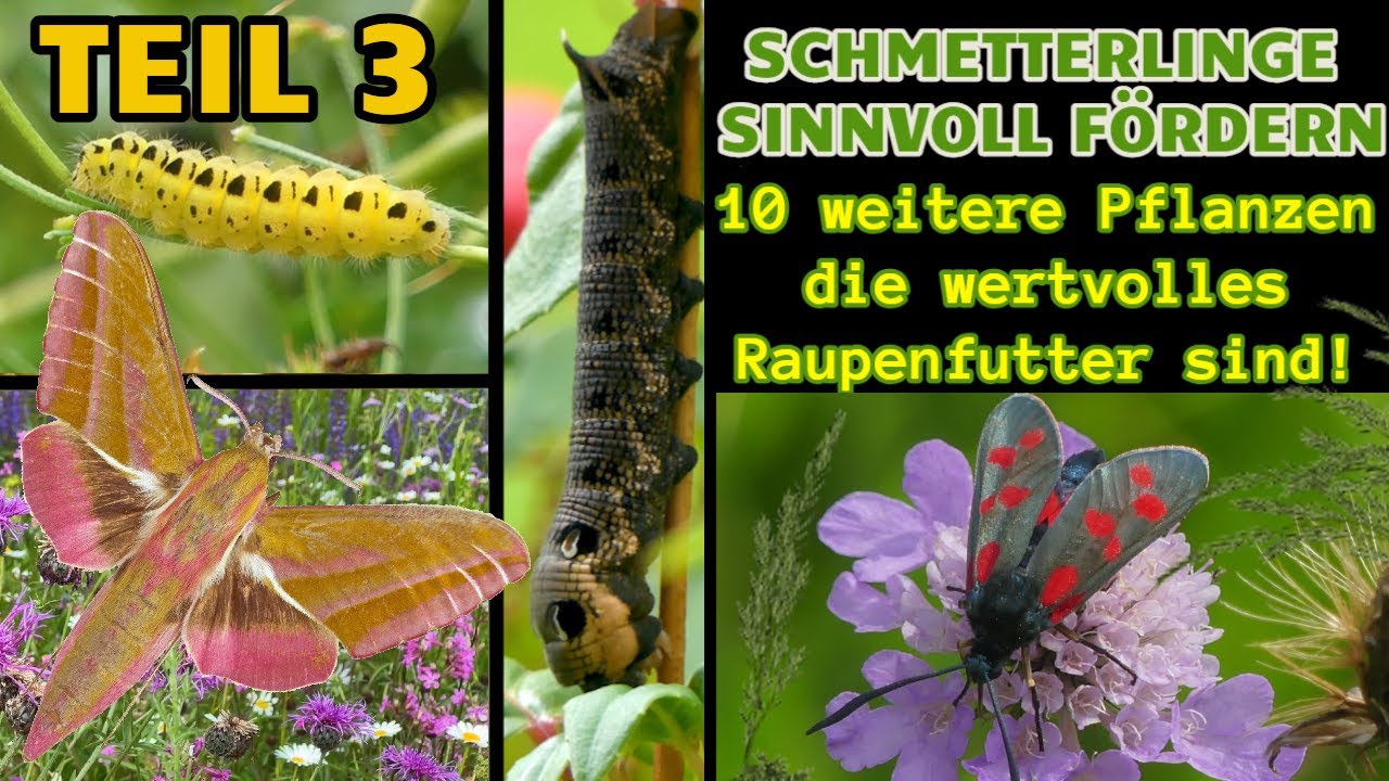 Schmetterlinge: 10 wichtige Futterpflanzen für Raupen TEIL 3 - Von Knöterich bis Weidenröschen