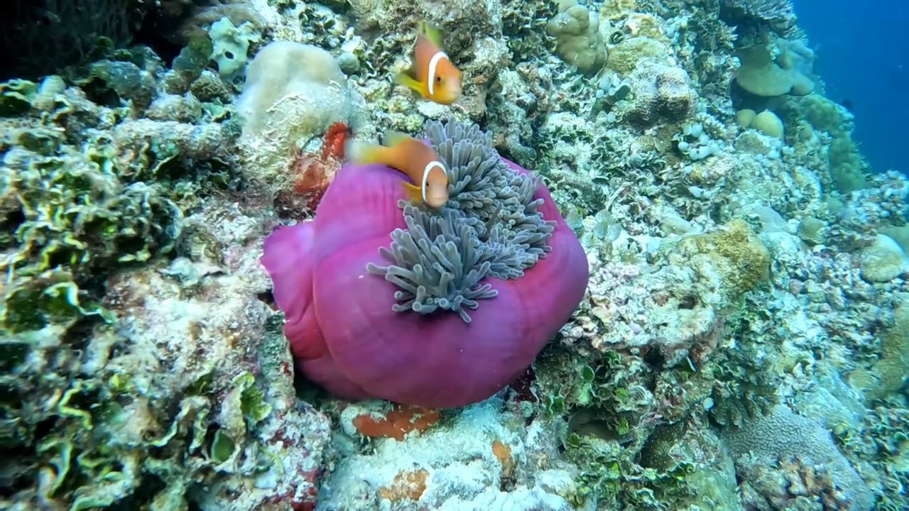 Filitheyo Island Maldives Snorkels/Free Dives - Jan 28 to Jan 31, 2024