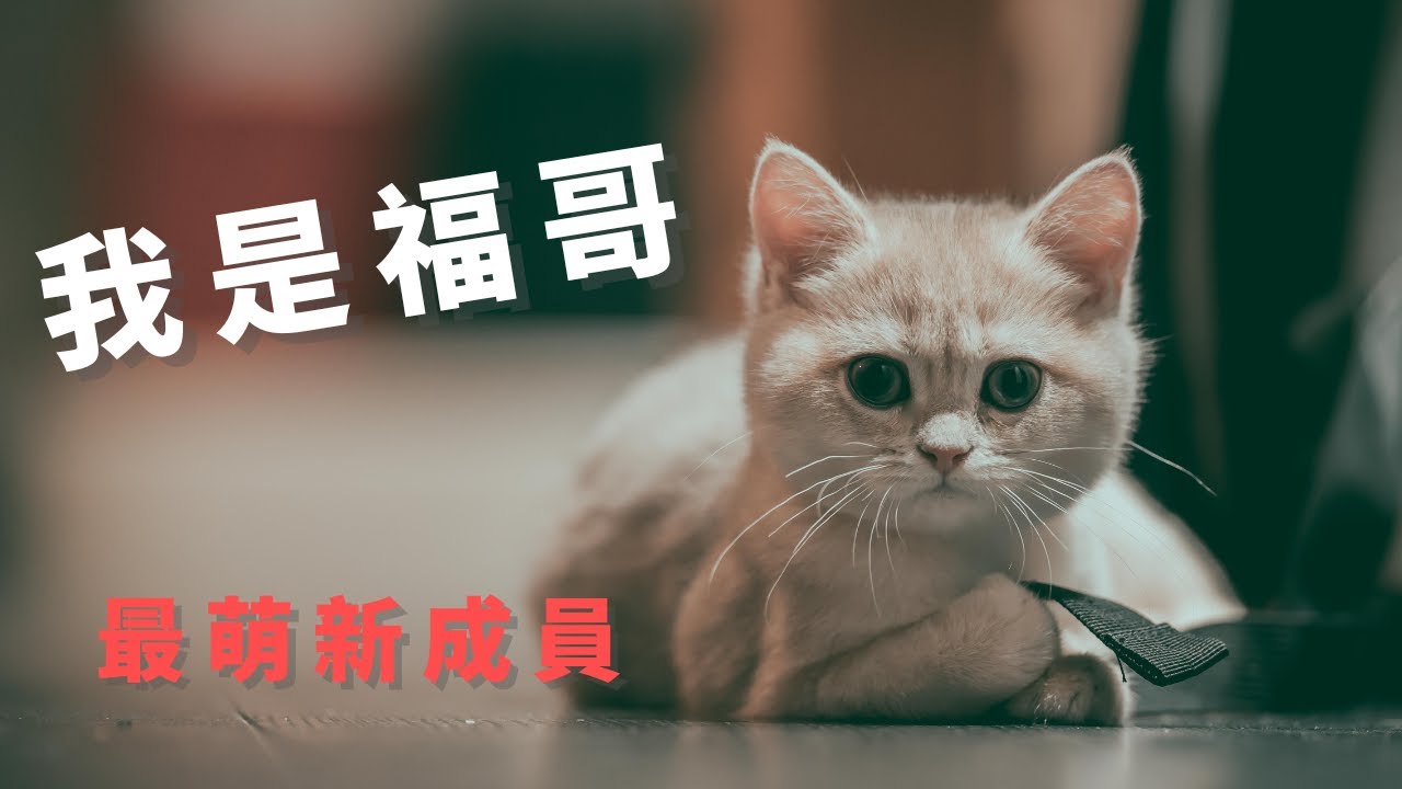 最萌幼貓-福哥 家中新成員 | 藍金漸層英短