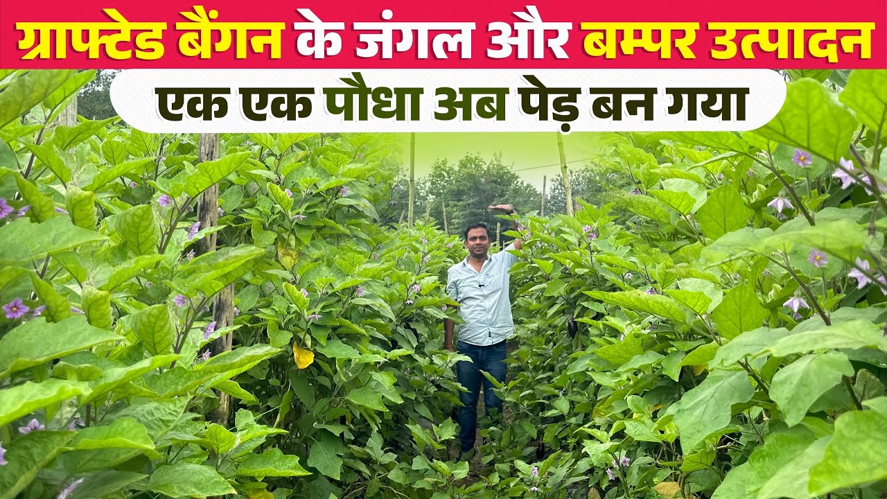 Grafted बैंगन की खेती का कमाल | अपनी आँखों पर यकीन नहीं होगा इतना उत्पादन 