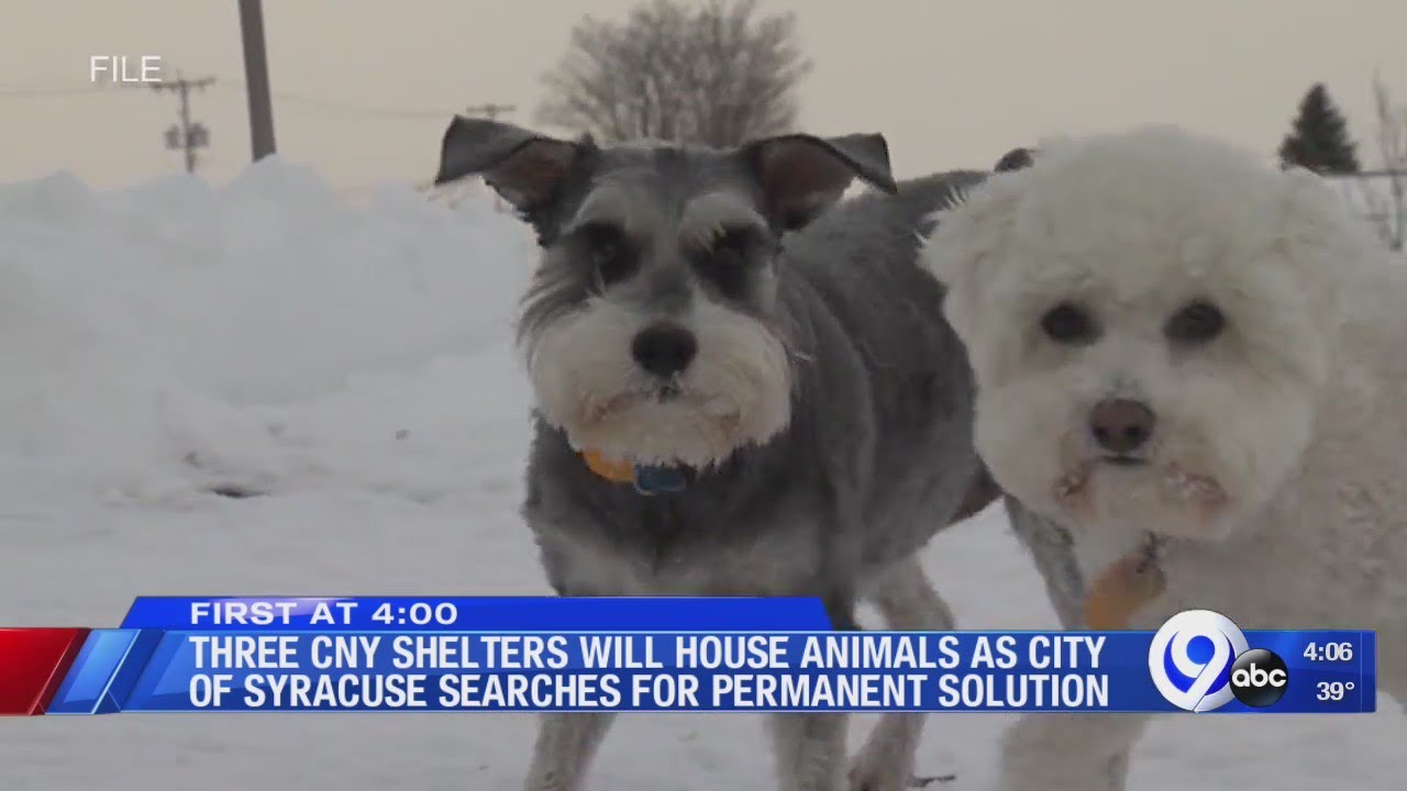 City of Syracuse looking for dog control contactor