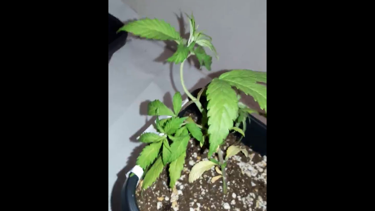 Small 1000 watt hps grow