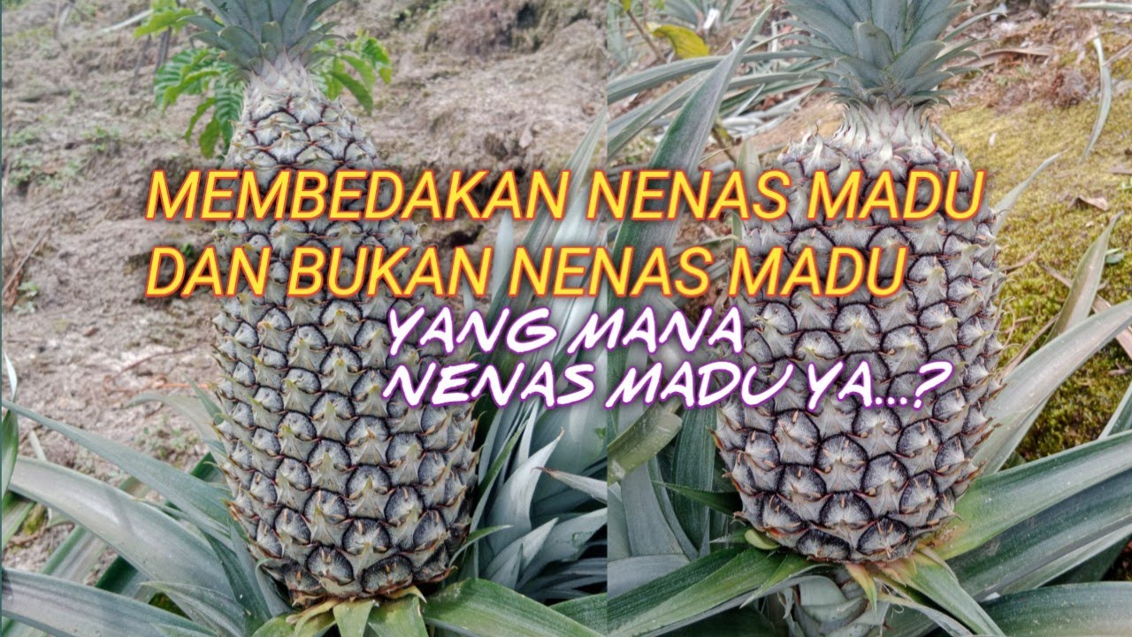 Cara Membedakan Nenas Madu Dengan Yang Bukan Nenas Madu.