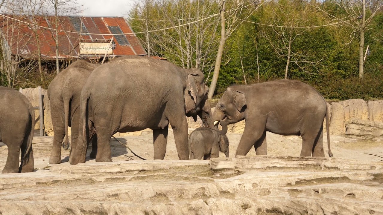 WILDLANDS Olifanten update 30 april 2021
