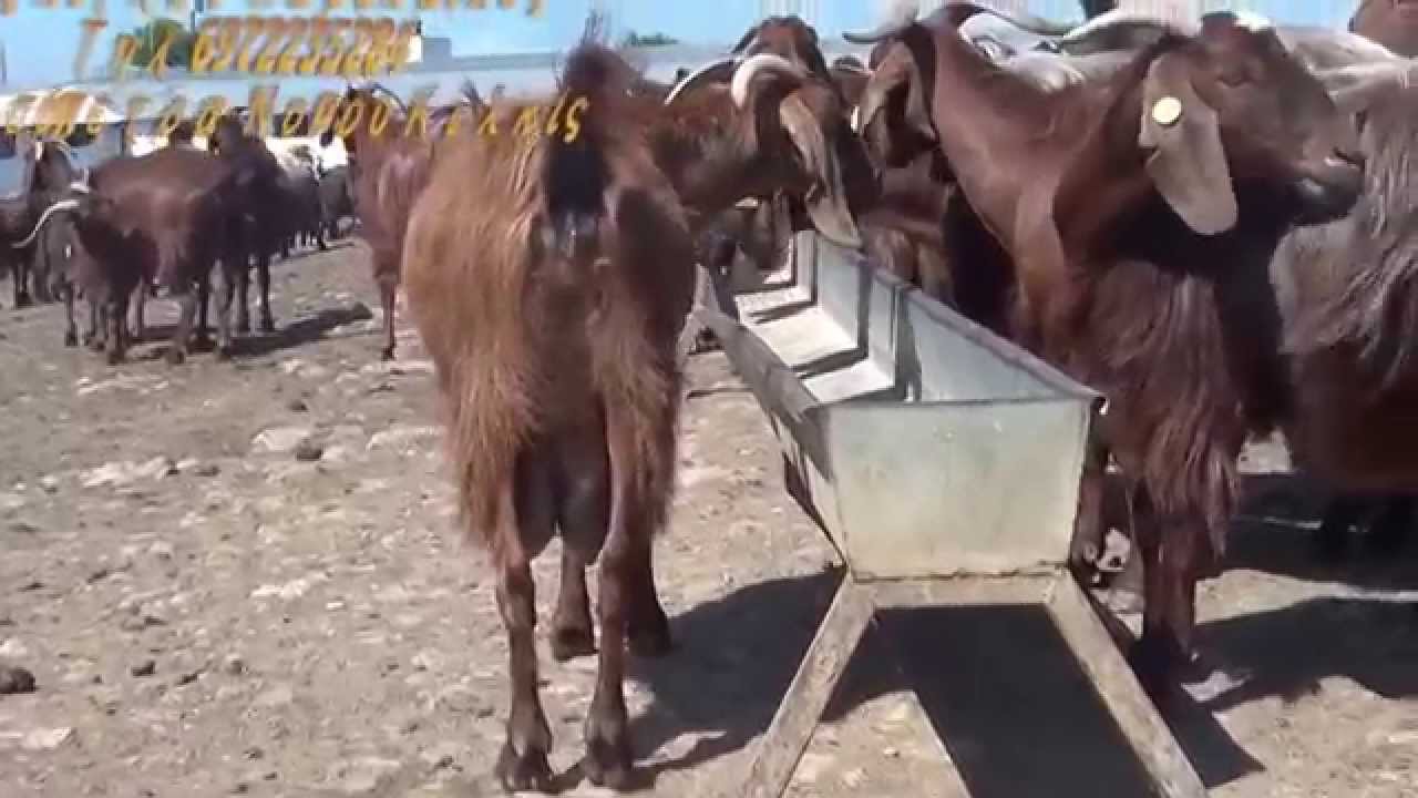 Ναζλόγλου Χαράλαμπος Final 2015