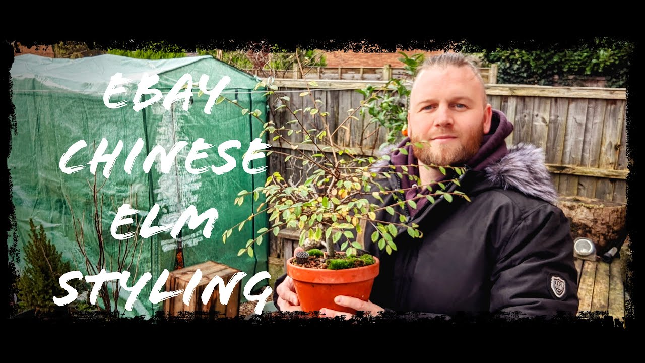 Styling My Ebay Chinese Elm into a broom Style bonsai.
